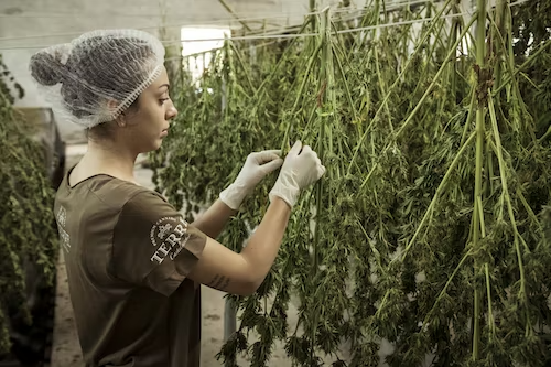 cannabis workforce